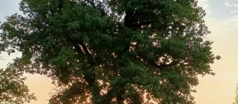 Les organisateurs de la journée de l'ARBRE 2024 ont présenté un programme extrêmement riche et varié