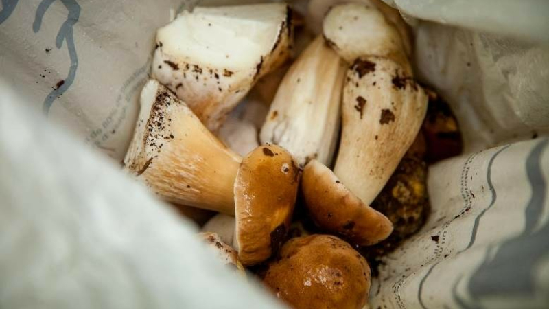 La cueillette des champignons, oui, mais avec modération et quelques précautions !