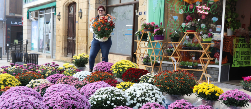 Toussaint approche, les chrysanthèmes fleurissent