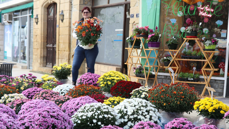 Toussaint approche, les chrysanthèmes fleurissent