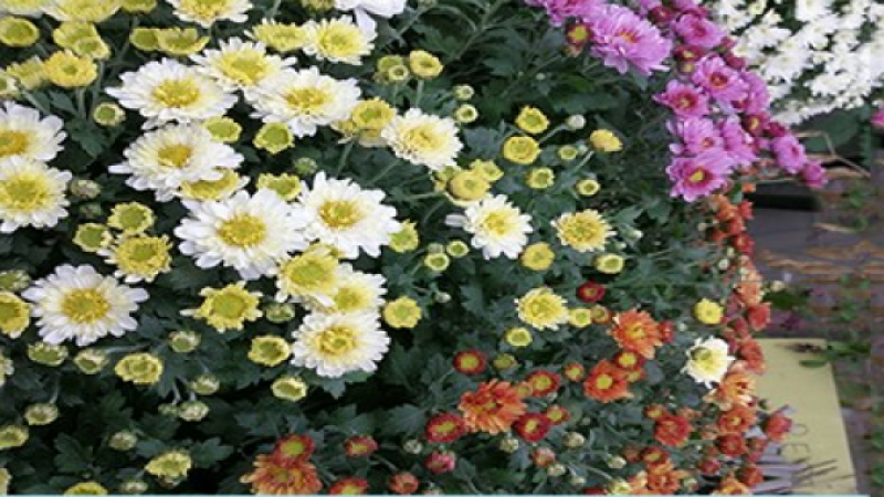 Des chrysanthèmes à profusion