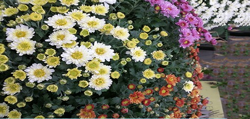 chrysanthemes 14.jpg
