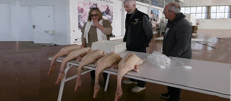 Ouverture du marché au gras