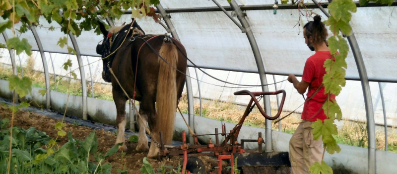 Initiation à la traction animale équine et asine