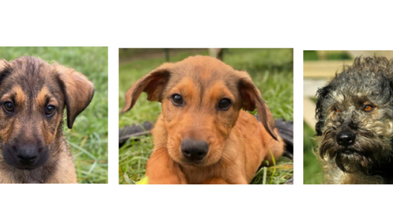 Deux chiots Bob et Marley et un jeune chien Bart à la une cette semaine !