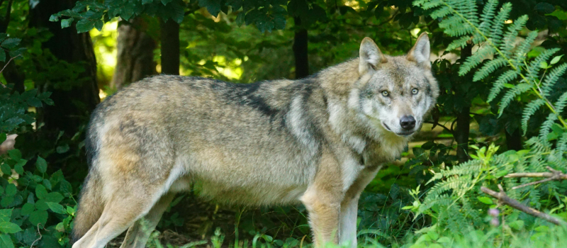 Loup y es-tu? Un loup en Gironde!