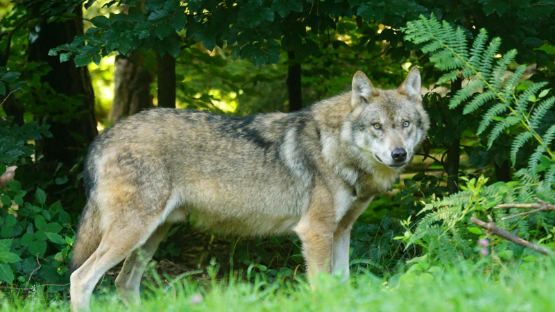 Loup y es-tu? Un loup en Gironde!