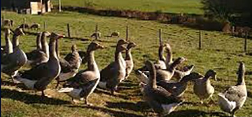 canards elevage 68.jpg