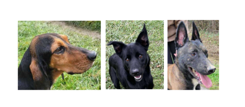 A la une cette semaine, les derniers arrivés à la SPA, Lili, Romance et Venum !
