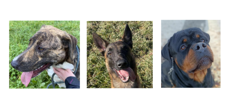 Ayzi, César et Tito vous attendent à la SPA du Gers !