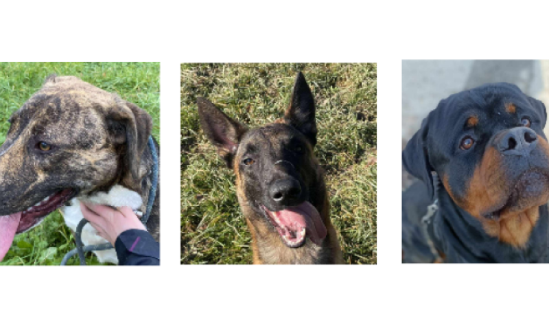 Ayzi, César et Tito vous attendent à la SPA du Gers !