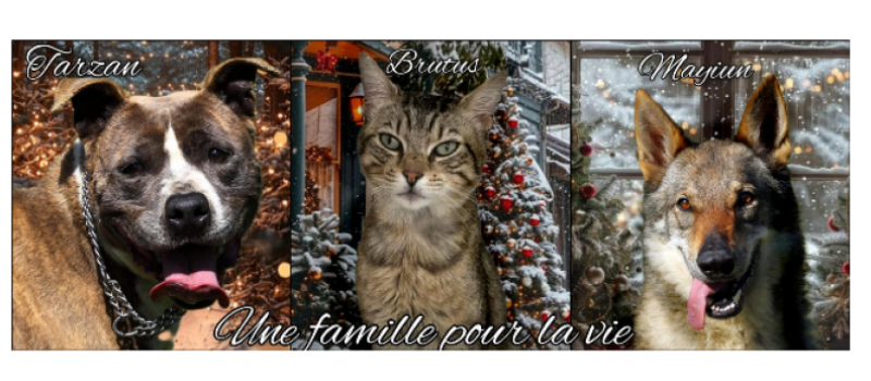 Pas d'animal de compagnie comme cadeau sous le sapin!