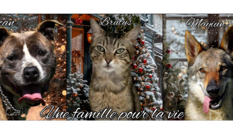Pas d'animal de compagnie comme cadeau sous le sapin!