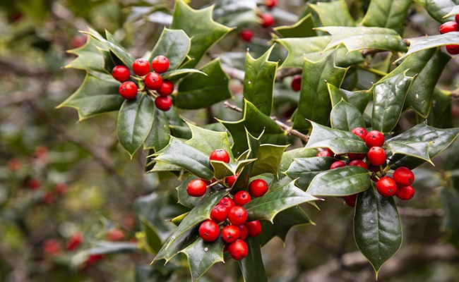 ilex-aquifolium-180808.jpg