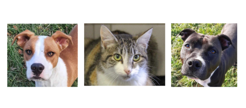 Deux jeunes chiens et une chatonne pour le dernier samedi de l'année !