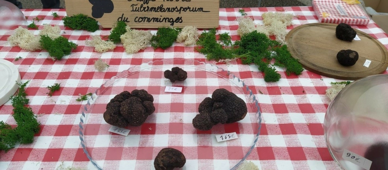 Les truffes noires sont à nouveau présentes sur le marché