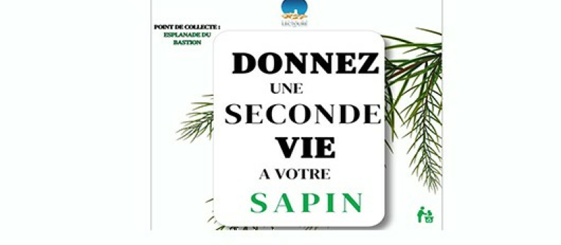 Récupération écologique des sapins