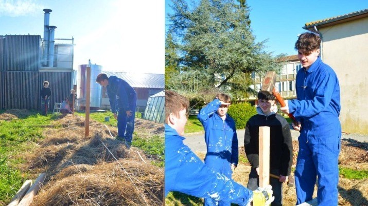 Plantation des framboisiers