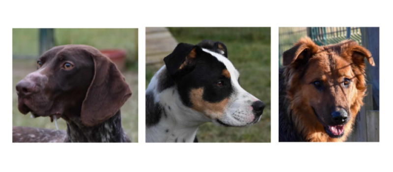 Les trois jeunes chiens de la semaine : Juju, Ava et Tsuko !