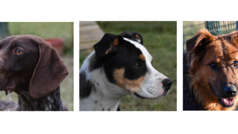 Les trois jeunes chiens de la semaine : Juju, Ava et Tsuko !