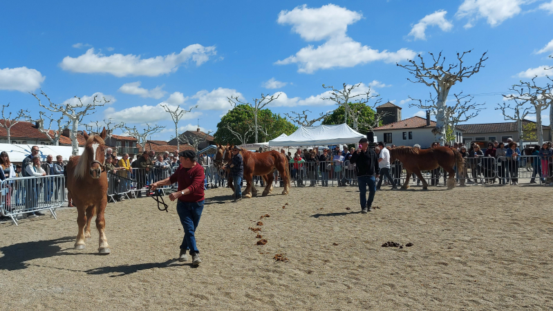 Fête du cheval 2025: un week-end entier en préparation !