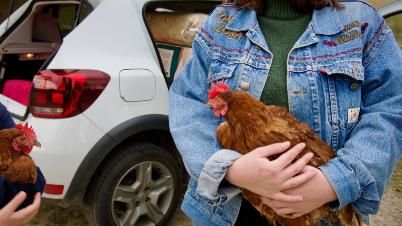 Champs Libres Aux Poules : un cap extraordinaire, 100 000 poules sauvées de l’abattoir