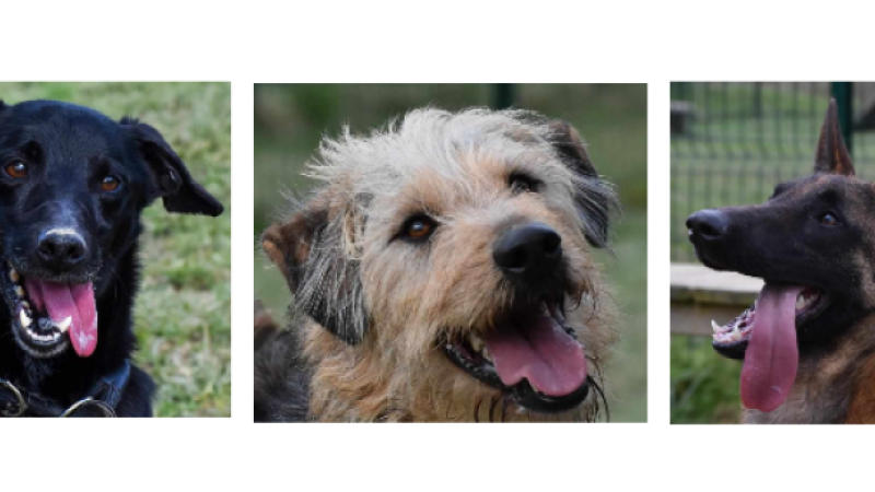 Brigand, Rocky et César à la une cette semaine !