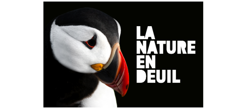 La Ligue pour la Protection des Oiseaux ( LPO) communique : la nature est en deuil