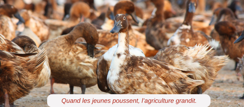 Nouveau revers pour l’agriculture : la filière avicole touchée par un nouveau désengagement de l’État !