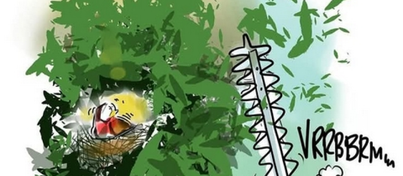 Paix pour les oiseaux ...
