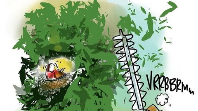 Paix pour les oiseaux ...