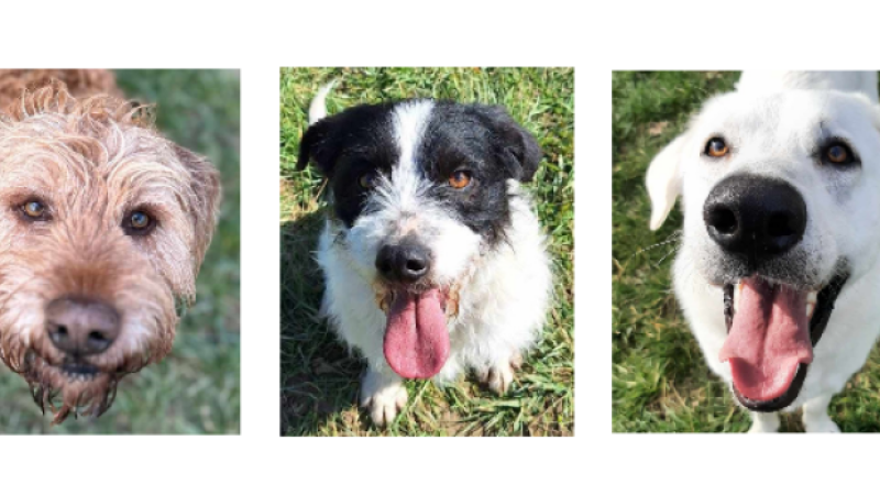 Nouk, Victor et Snow, les trois perles de la semaine !