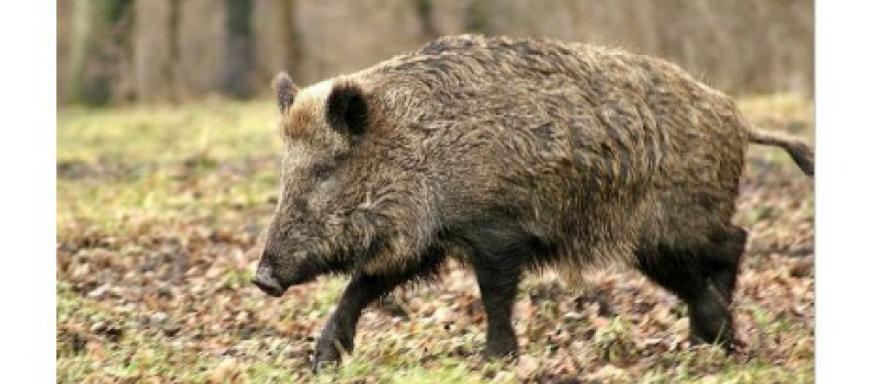 Mesures exceptionnelles prises pour la régulation du sanglier en avril et mai prochain afin de limiter les dégâts aux cultures dans le Gers