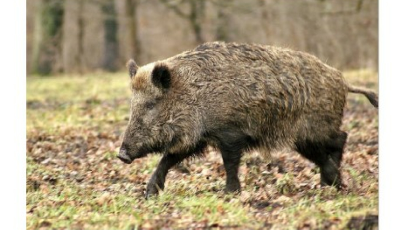 Mesures exceptionnelles prises pour la régulation du sanglier en avril et mai prochain afin de limiter les dégâts aux cultures dans le Gers