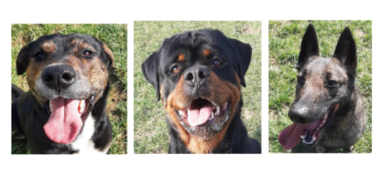 A la une cette semaine, Smoke, Tito et Kali !