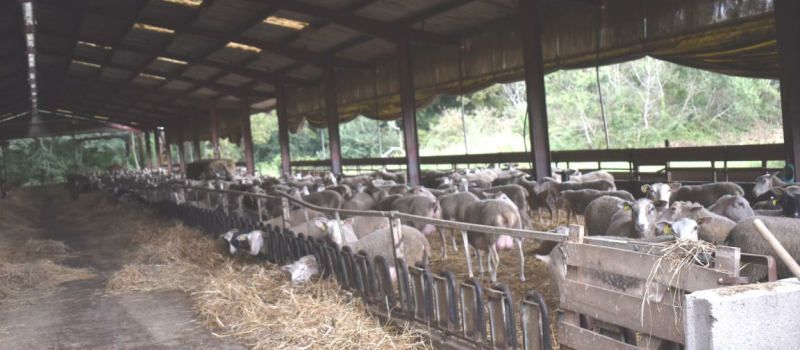 Vente à la ferme