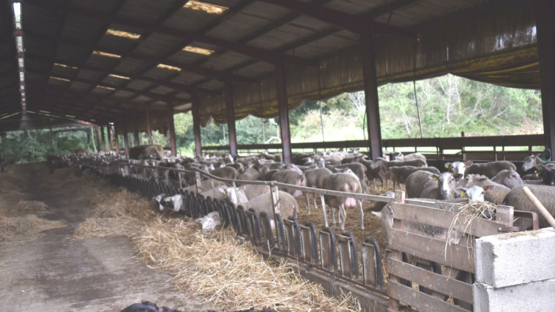 Vente à la ferme