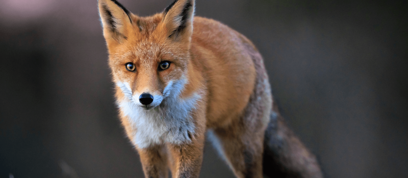 Abandon du projet d’étude sur l’alimentation des renards dans le Gers