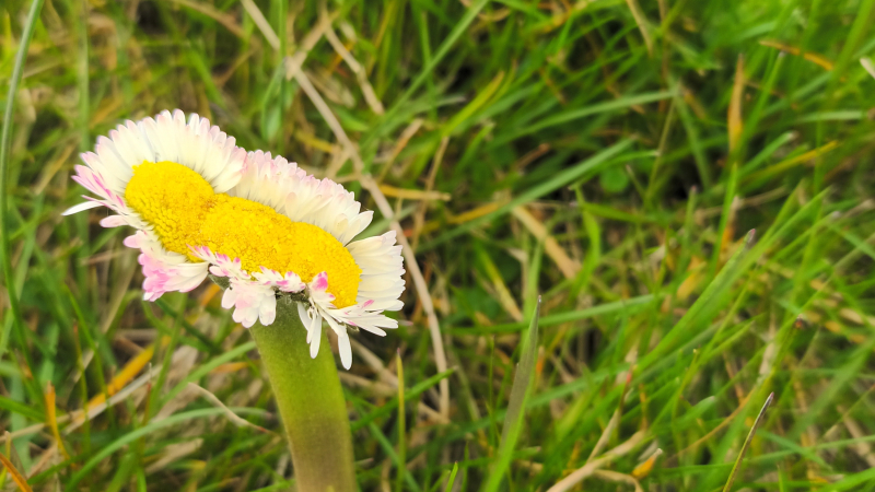 La Pâquerette, petite fleur du printemps pleine de surprise !