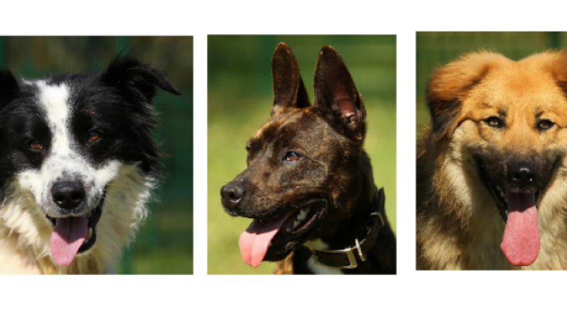 Les trois jeunes chiens de la semaine, Freedom, Lucky et Stella