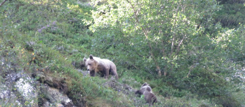 Avec de nouvelles reproductions en 2024, la population pyrénéenne d'ours poursuit son développement