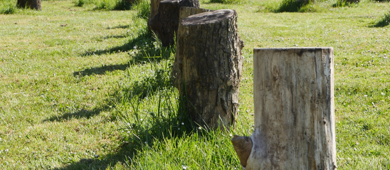 Inauguration de l’oeuvre artistique « Être arbre » de Louis Viel