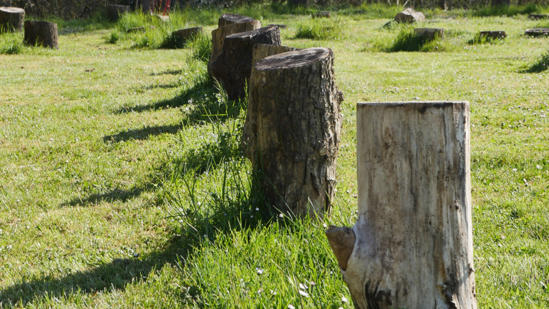 Inauguration de l’oeuvre artistique « Être arbre » de Louis Viel