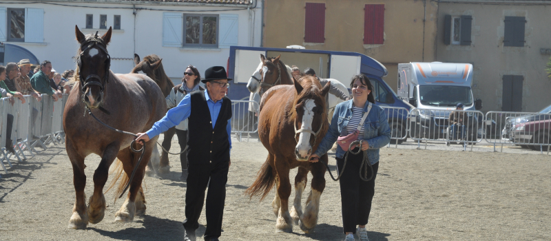 Fête du Cheval  : un événement à ne pas manquer !