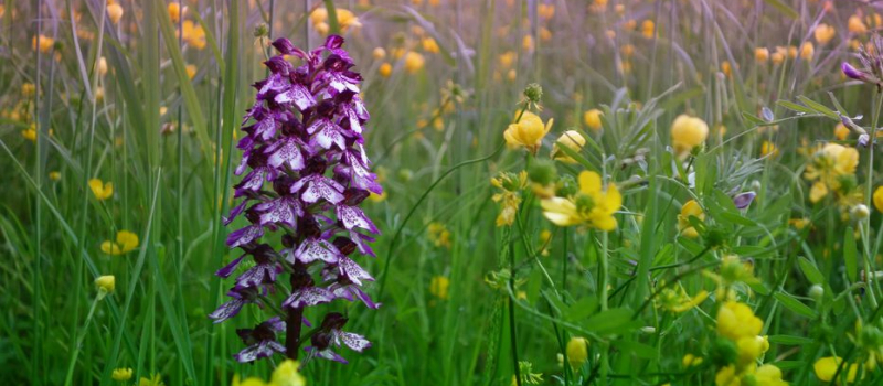 Plongez dans l'univers des orchidées sauvages le 1er mai !