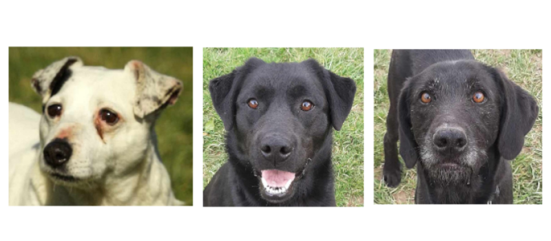 Jack, Mowgli et Bagheera sont les stars de la semaine !