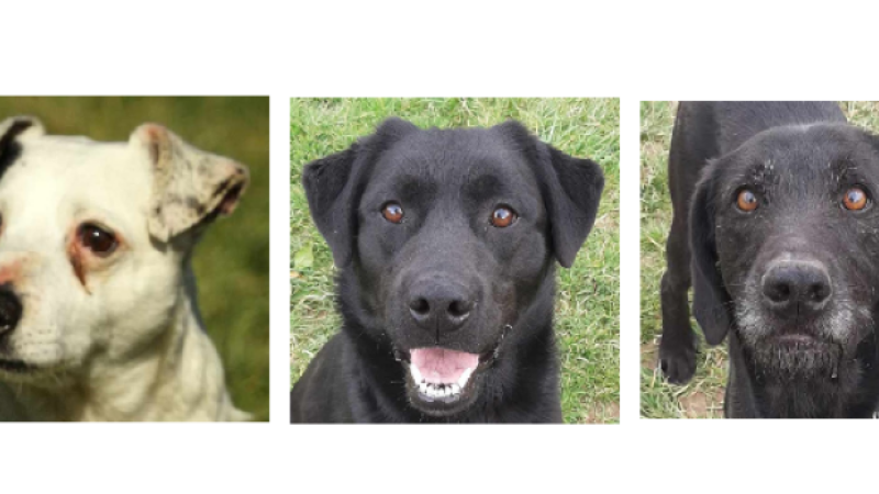 Jack, Mowgli et Bagheera sont les stars de la semaine !