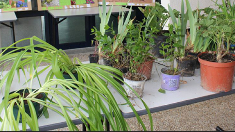 Venez troquer vos graines, plantes et boutures