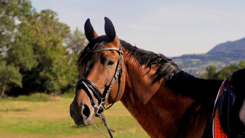 Venez fêter le cheval à Vic-Fezensac