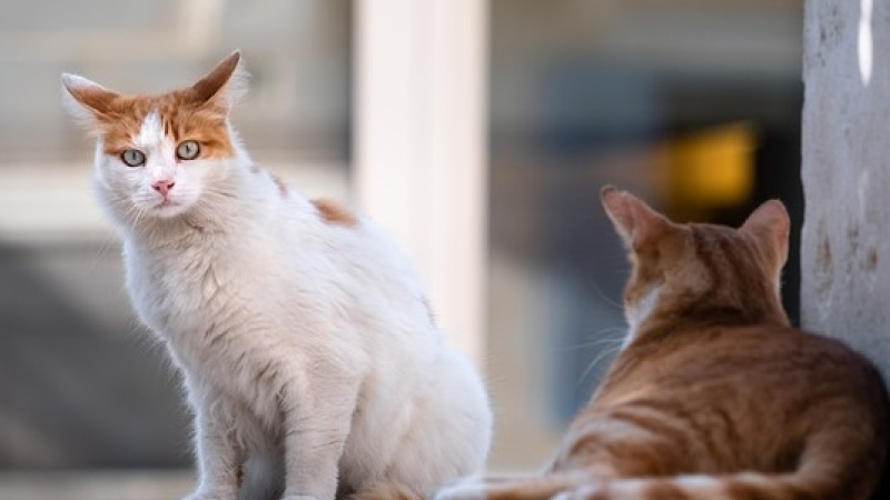 Campagne de stérilisation des chats errants